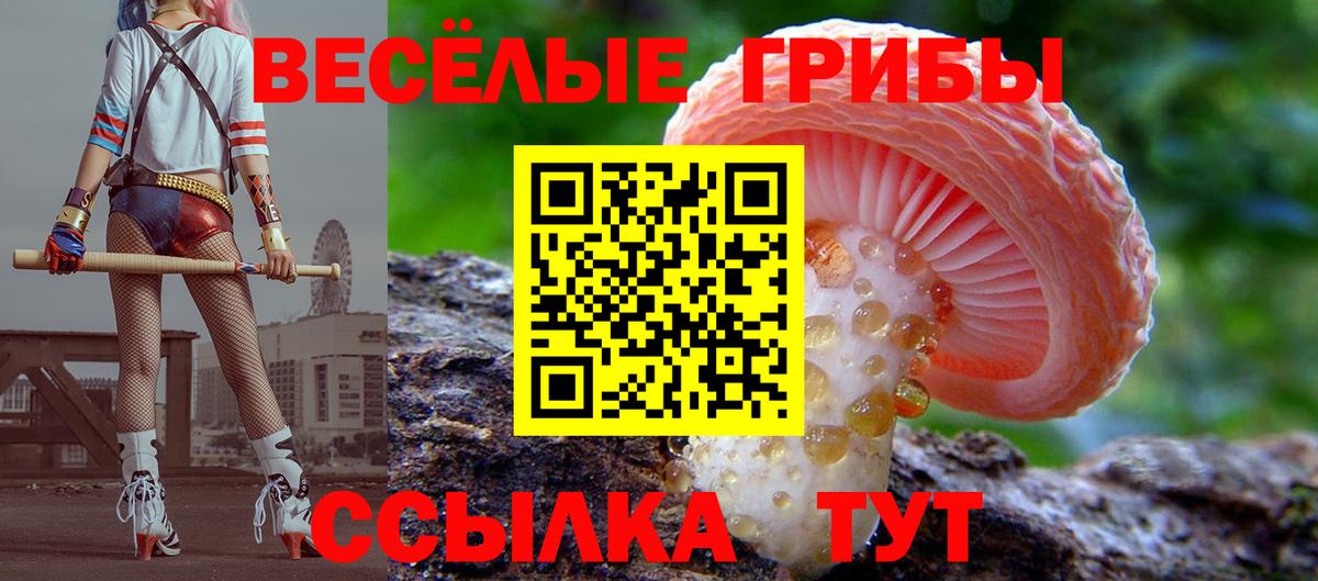 Псилоцибиновые грибы мицелий Сосновый Бор